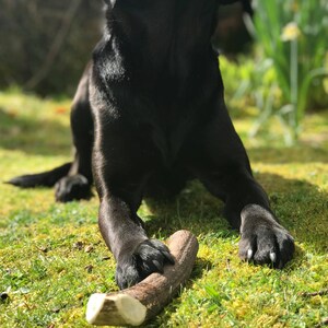 Puede incluir: Un perro Labrador Retriever negro yace sobre hierba verde con un gran juguete para masticar de asta. El perro est&aacute; mirando hacia arriba y tiene la boca abierta.