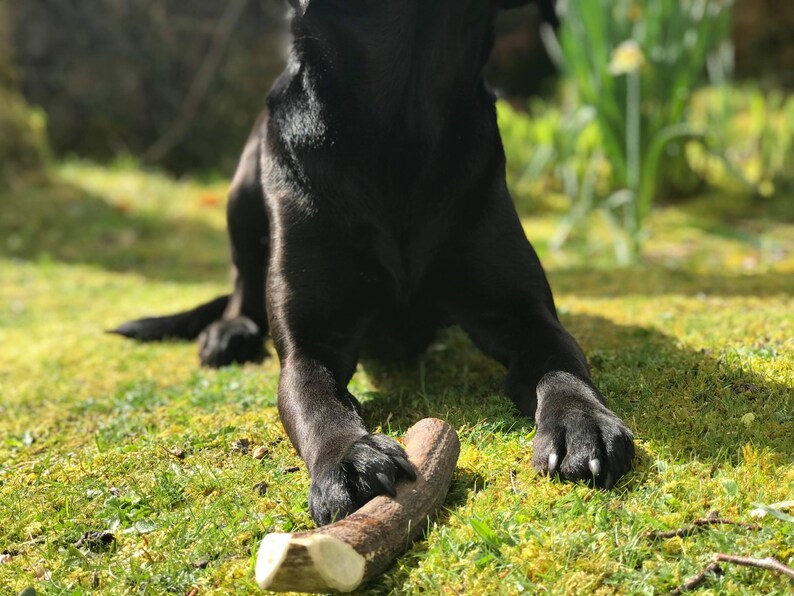 Puede incluir: Un perro Labrador Retriever negro yace sobre hierba verde con un gran juguete para masticar de asta. El perro est&aacute; mirando hacia arriba y tiene la boca abierta.