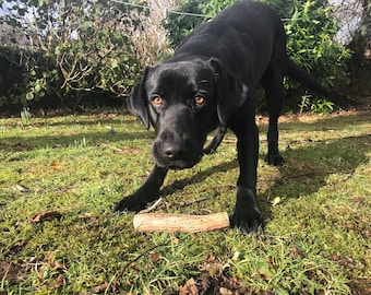 Puede incluir: Un perro Labrador Retriever negro con ojos marrones está de pie sobre hierba verde con un juguete para masticar de asta de ciervo marrón delante de él.