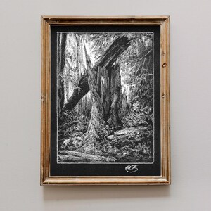 Peut inclure: Dessin en noir et blanc d'un arbre tombé dans une forêt. Le dessin est encadré dans un cadre en bois.