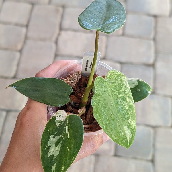 Philodendron Ilsemanii