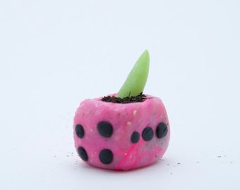 Tiny Clay Pot With Tiny Succulent