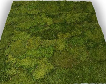Live Moss Panel for Interior Wall Featues