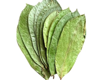 Soursop leaves (Annona muricata)
