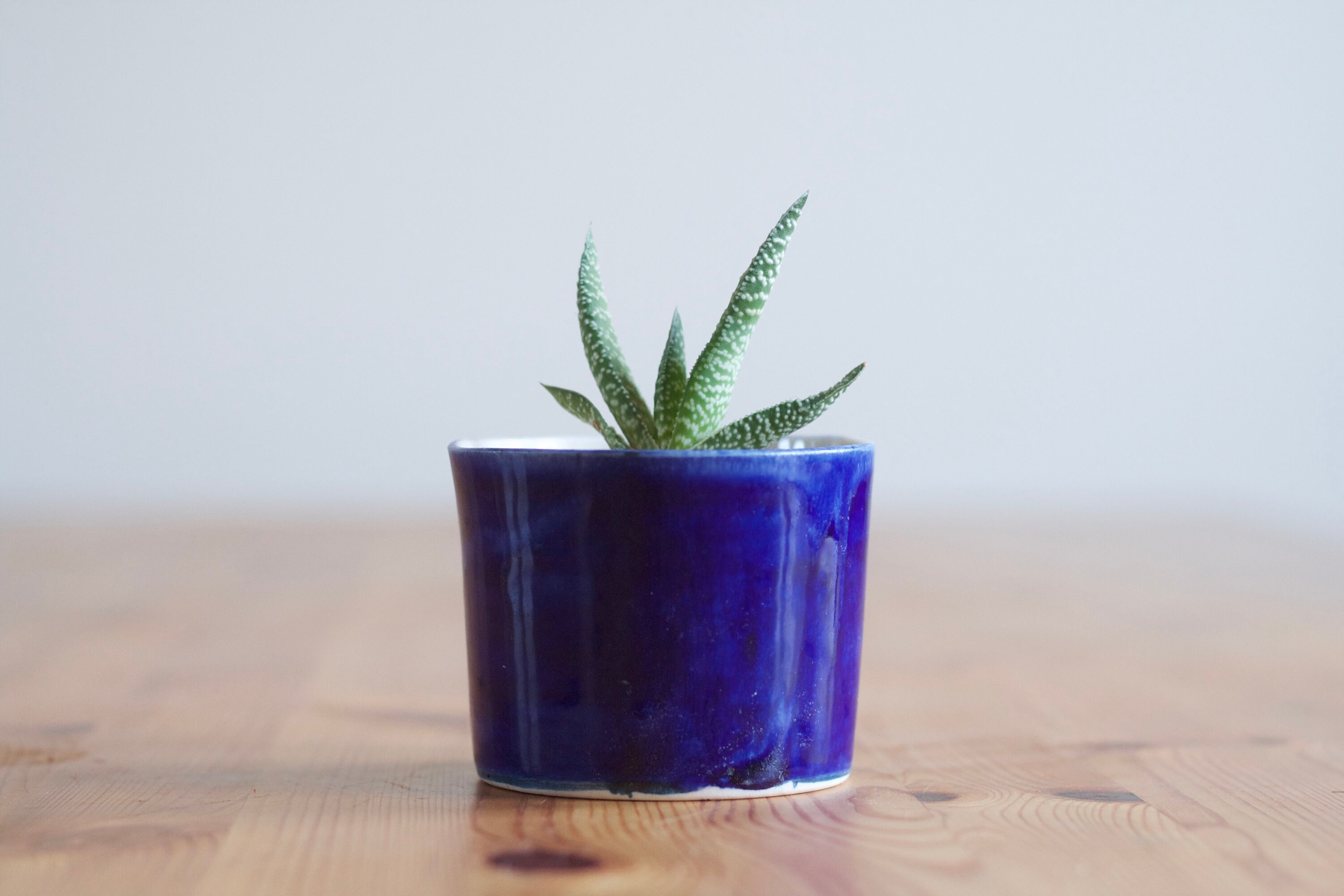 Dans Deep Cactus Pot | de Plante en Porcelaine Planteur Céramique Bleu Cobalt