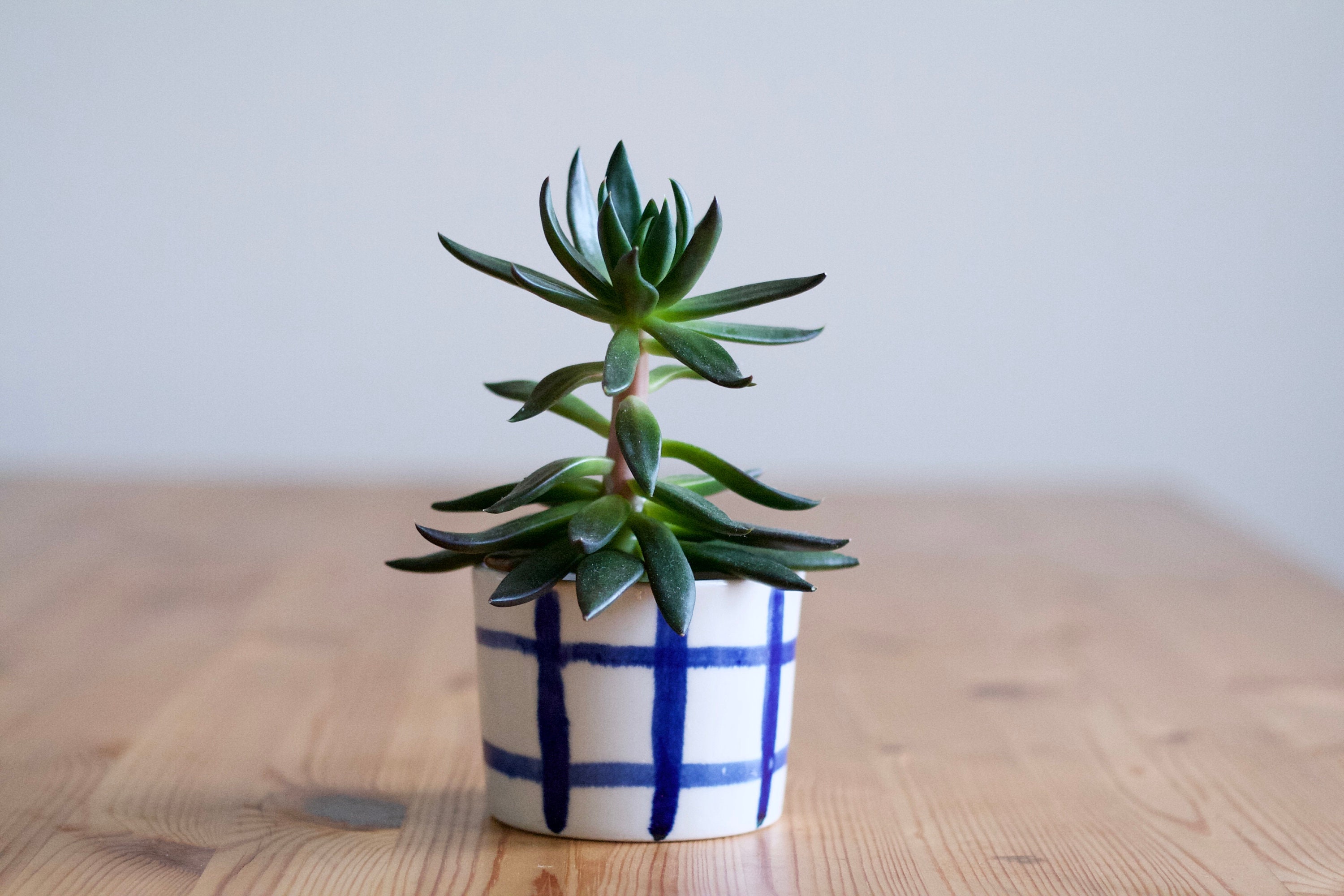 Grille Cactus Pot | Bleu Cobalt Jardinière Moderne en Céramique de Plantes Porcelaine