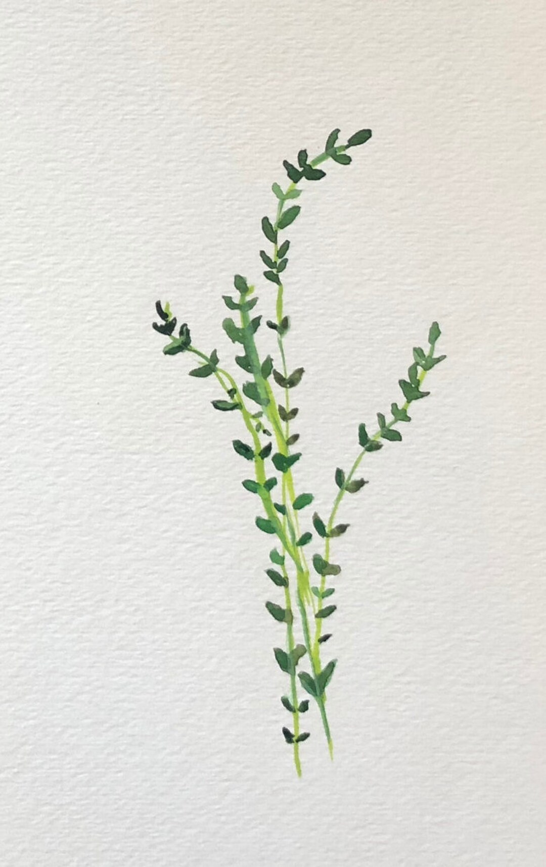 Thyme Sprigs Etsy