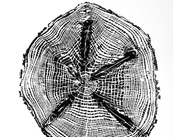 Spruce III Wood Print | Handprinted Tree Rings | Woodcut Print | Nature Art | Log Print | 24 x 24