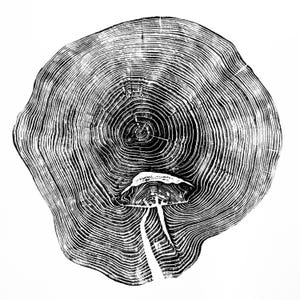 Impression de bois d&#39;orme de Southwood, anneaux d&#39;arbre imprimés à la main, impression de gravure sur bois, art de la nature, impression de bûche, 30 x 30