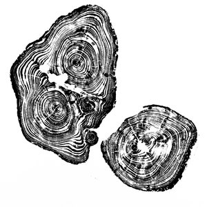 Impression sur bois de cèdre II | Anneaux d&#39;arbre imprimés à la main | Gravure sur bois | Art naturel | Impression du journal | 16 x 20