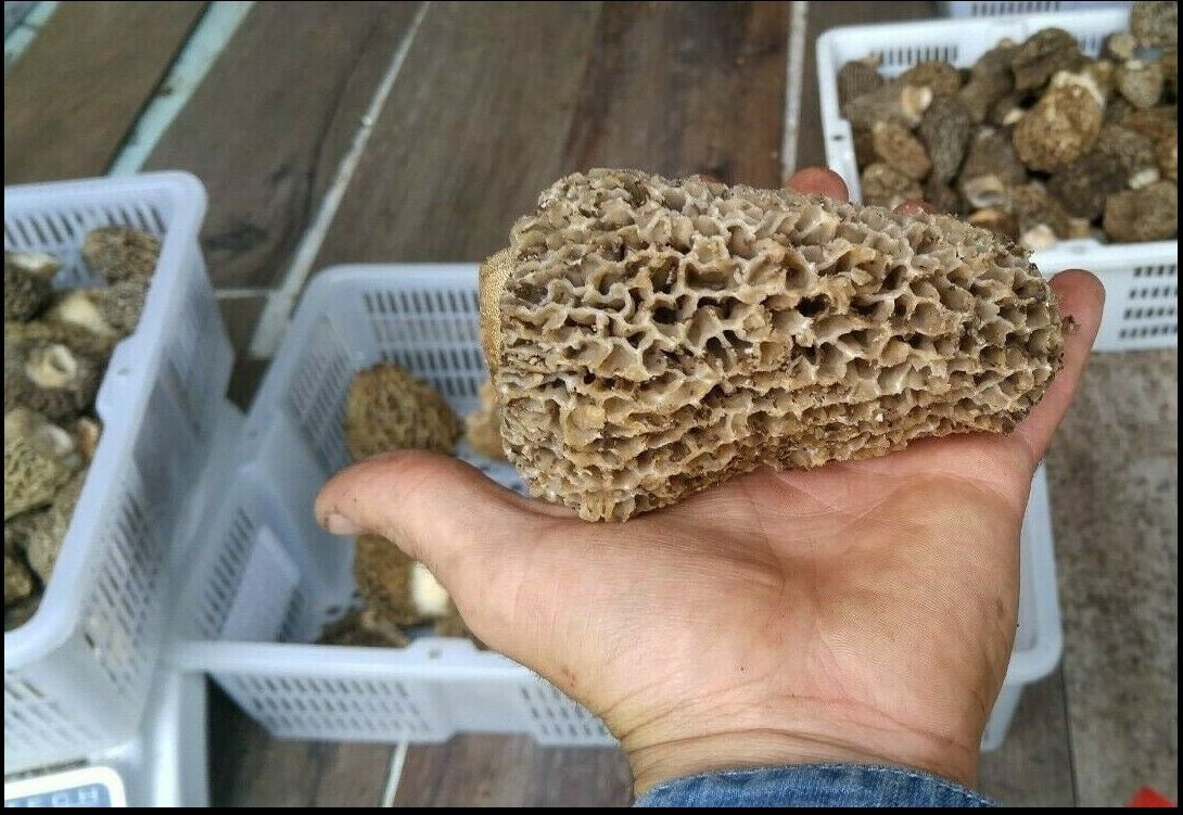 Morel Mushrooms Wild British Columbia Canada Dried Etsy