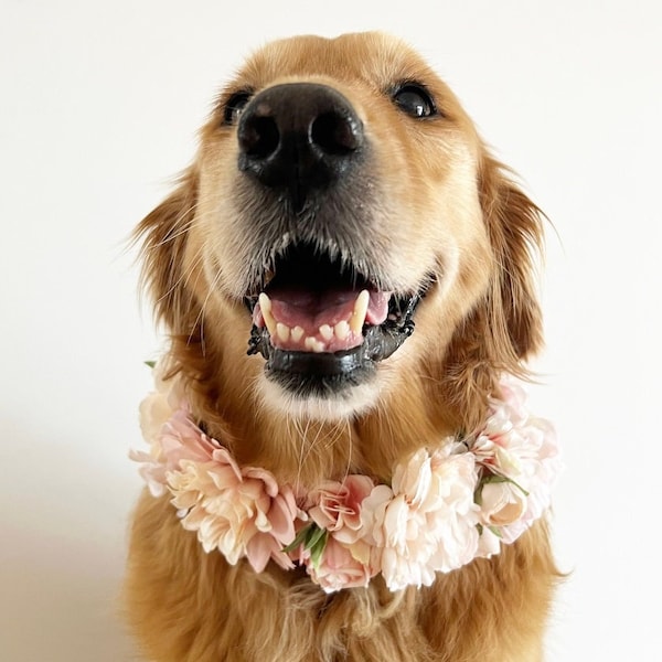 Collar de flores de perro rosa grande / corona de boda de perro