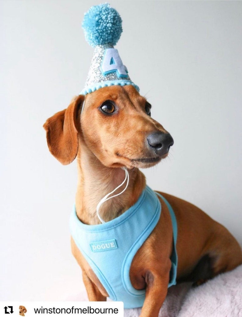 dog party hat