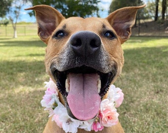 Collier fleuri pour chien | Couronne de fleurs pour chien