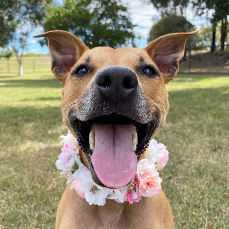 Dog Flower Collar Dog Flower Crown image 2