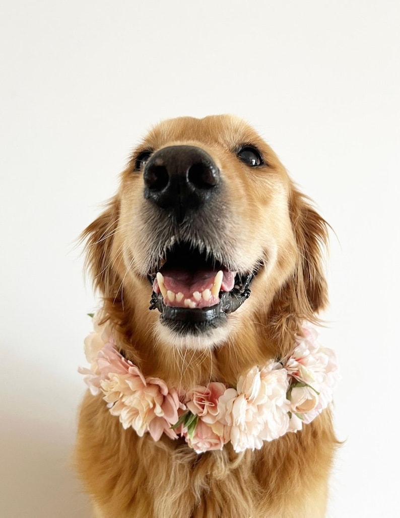 Grand collier de fleurs rose pour chien Couronne de mariage de chien image 1