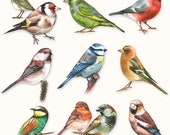 20 x Paper Party Napkins Collection of birds by Ambiente party BBQ or social gathering