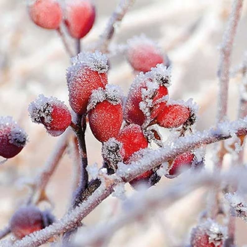 K&ouml;nnte beinhalten: Nahaufnahme von roten Hagebutten, die an einem Zweig mit Frost bedeckt sind. Die Hagebutten sind zusammengedr&auml;ngt und haben eine wei&szlig;e, frostige Beschichtung.