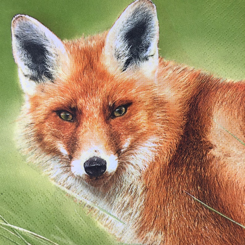 Картинки для упаковки с лисами. Fox robin