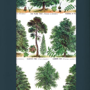 May include: Four sheets of tissue paper featuring a botanical illustration of various trees including the plane tree, cluster pine, common ash, and white birch. The packaging text reads Tissue Paper 4 Sheets, Museums & Galleries, and Zero Plastic.