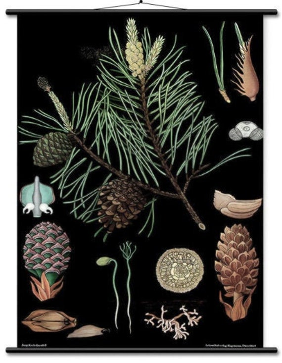 Educational Wall Chart Pine Tree Botanical Print Poster by | Etsy