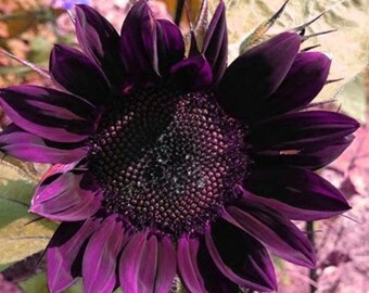 purple sunflower etsy