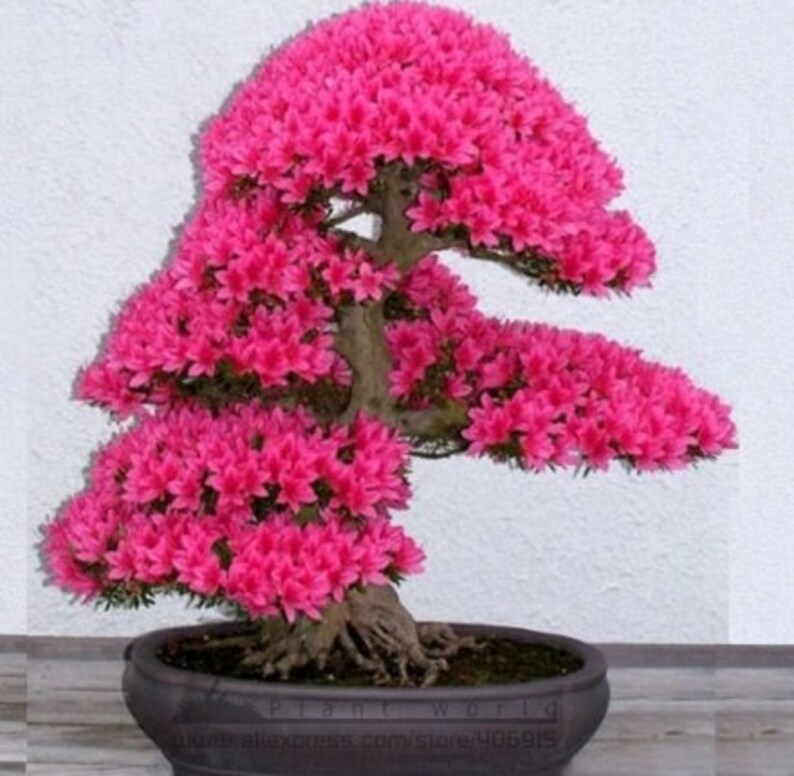 Rare Varieties Azalea Seeds 50 seeds