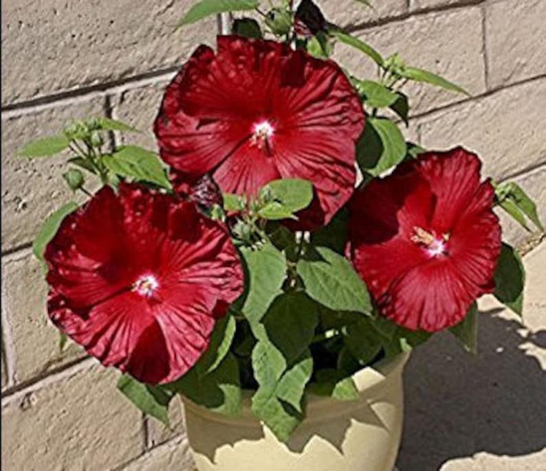 20Pcs Red Hibiscus Rose Flower Rare Seeds Flower Home Garden Decor