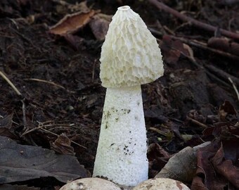 Octopus Stinkhorn Etsy Octopus Stinkhorn Etsy