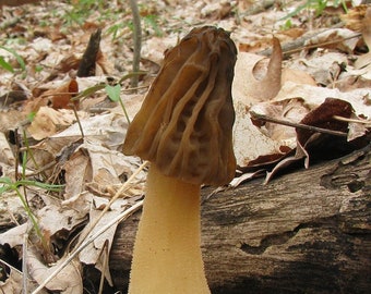 Half-free morel mushroom (Mitrophora semilibera / Morchella semilibera) live culture on agar