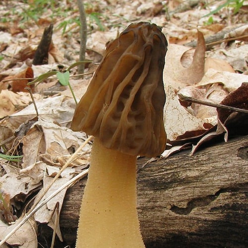 Blushing Morel Mushroom morchella Rufobrunnea Live Culture Etsy