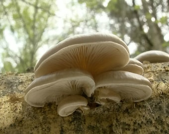 Poplar oyster mushroom (Pleurotus calyptratus) live culture on agar