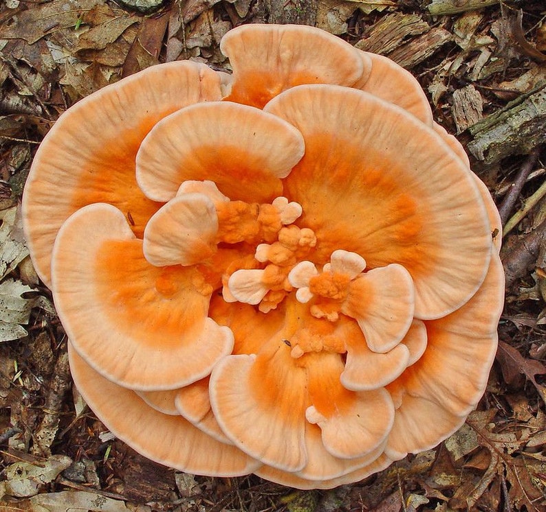 Laetiporus cincinnatus live culture on agar image 1