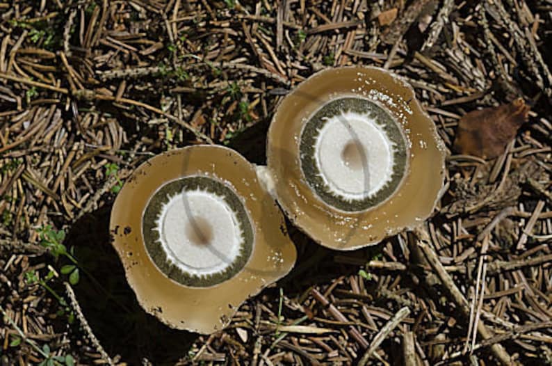 Common stinkhorn Phallus impudicus live culture on agar image 7