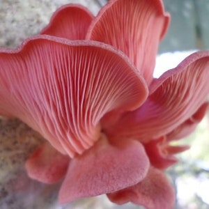 Pink oyster (Pleurotus djamor), agar or syringe