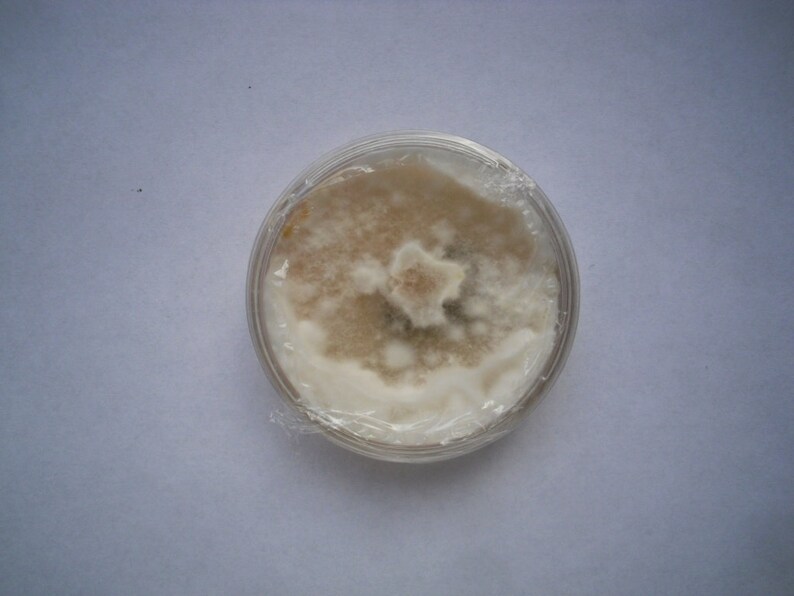 Wine Caps garden Giant Stropharia Rugosoannulata Live Etsy