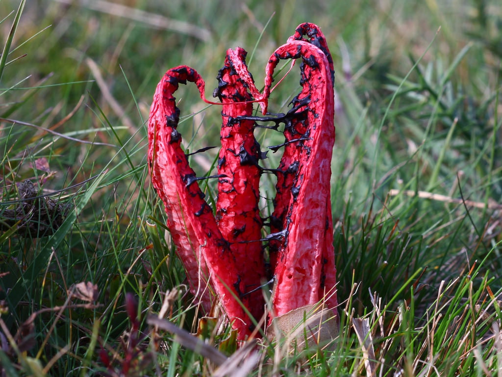 Octopus Stinkhorn Clathrus Archeri Live Culture On Agar Etsy