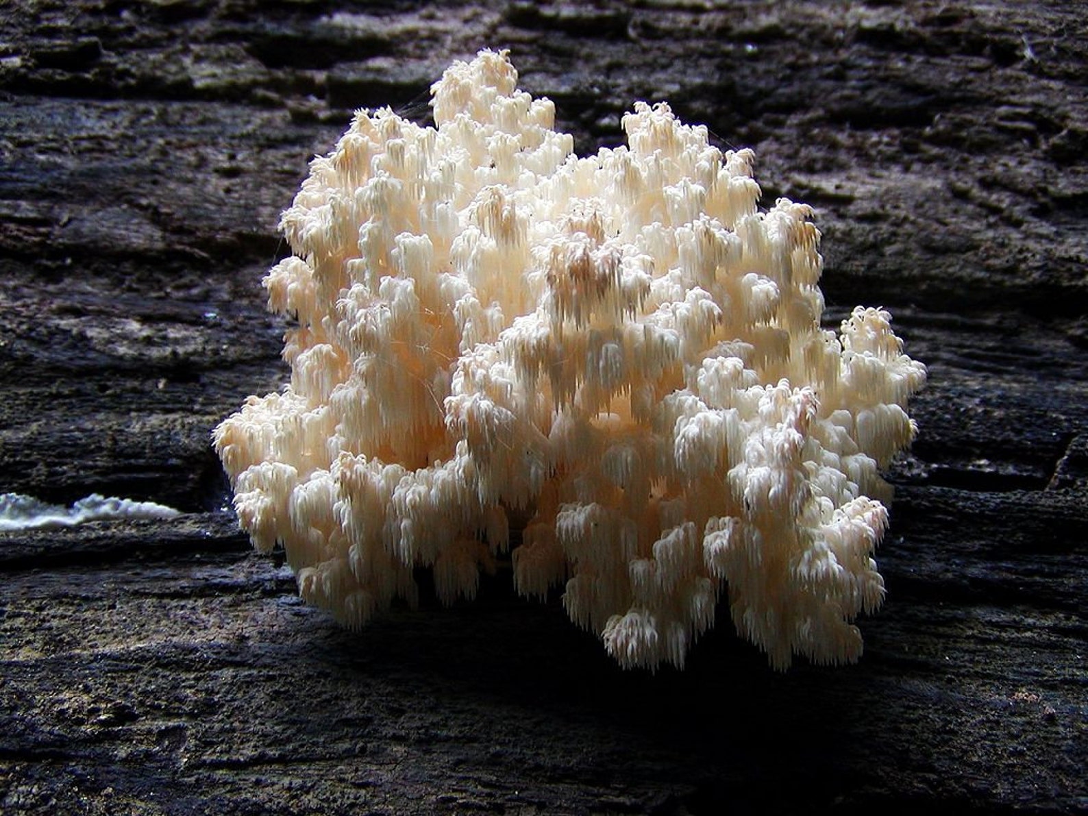Champignon dent de corail Hericium coralloides culture Etsy