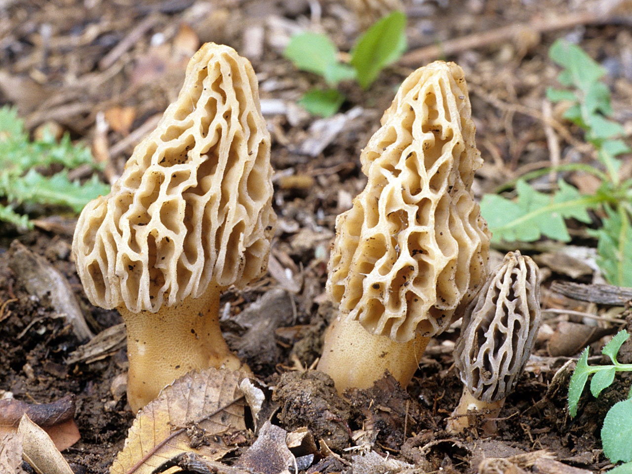 Blushing Morel Mushroom morchella Rufobrunnea Live Culture Etsy