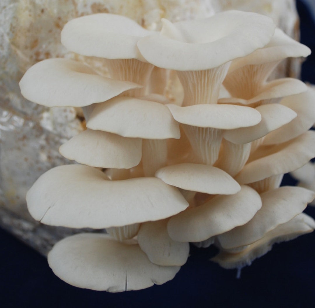 Elm Oyster / White Oyster pleurotus Sp. Live Culture on Agar Etsy