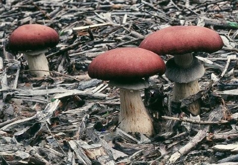 Wine caps Garden Giant Stropharia rugosoannulata live Etsy