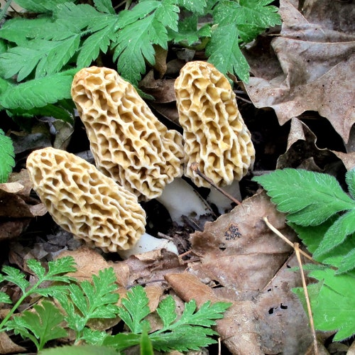 Blushing Morel Mushroom morchella Rufobrunnea Live Culture Etsy