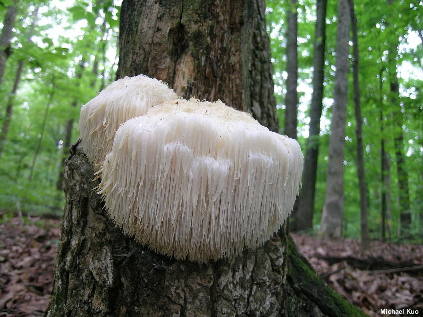 Lion's mane (Hericium erinaceus) live culture on agar