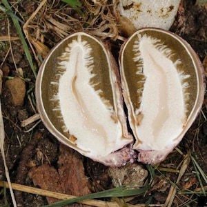 Common stinkhorn Phallus impudicus live culture on agar image 8