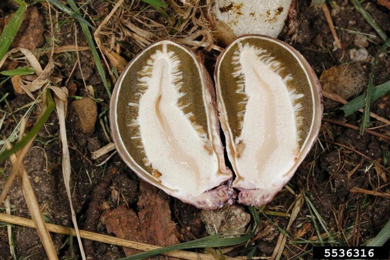Common stinkhorn Phallus impudicus live culture on agar image 8