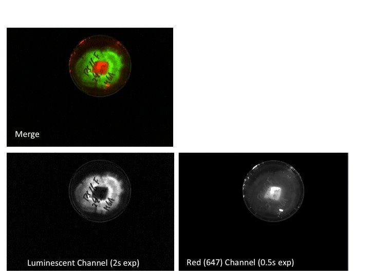 Bitter oyster glowing mushroom Panellus stipticus live Etsy