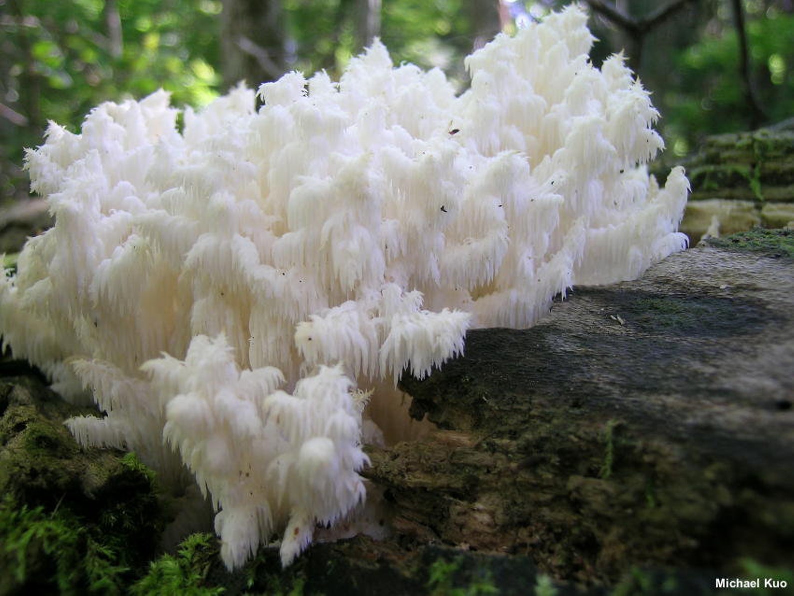 Champignon dent de corail Hericium coralloides culture Etsy