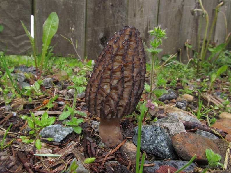 Black Morel Mushroom morchella Importuna Live Culture on Etsy