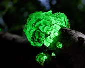 Bitter oyster glowing mushroom (Panellus stipticus) live culture on agar or wood