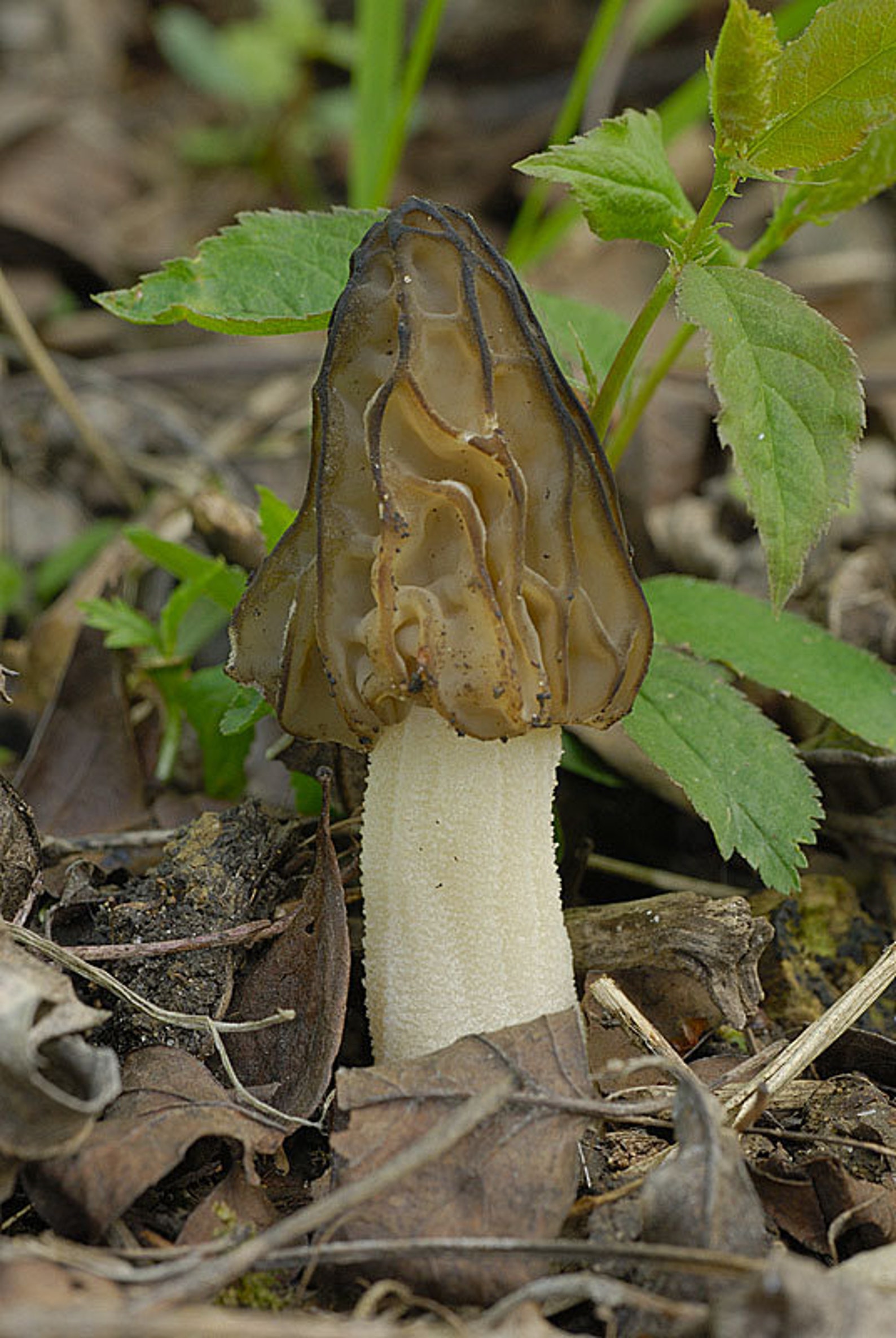 Halffree Morel Mushroom mitrophora Semilibera / Morchella Etsy